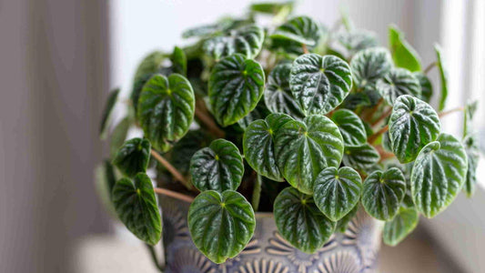 Peperomia Lilian (Peperomia Lilian)