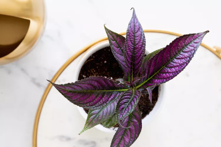 Strobilanthes dyerianus – Persian Shield