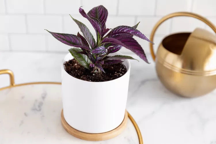 Strobilanthes dyerianus – Persian Shield