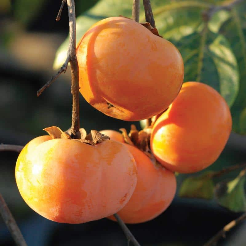 Diospyros kaki ‘Maekawa Jiro’ (Maekawa Jiro Persimmon)