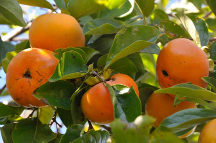 Diospyros kaki ‘Maekawa Jiro’ (Maekawa Jiro Persimmon)