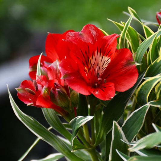 Alstroemeria Katiana (Princess Lily, Peruvian Lily)