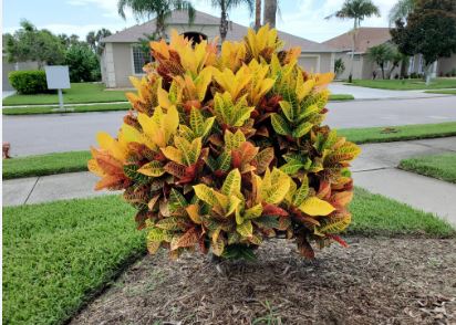 Codiaeum variegatum ‘Petra’ (Croton)