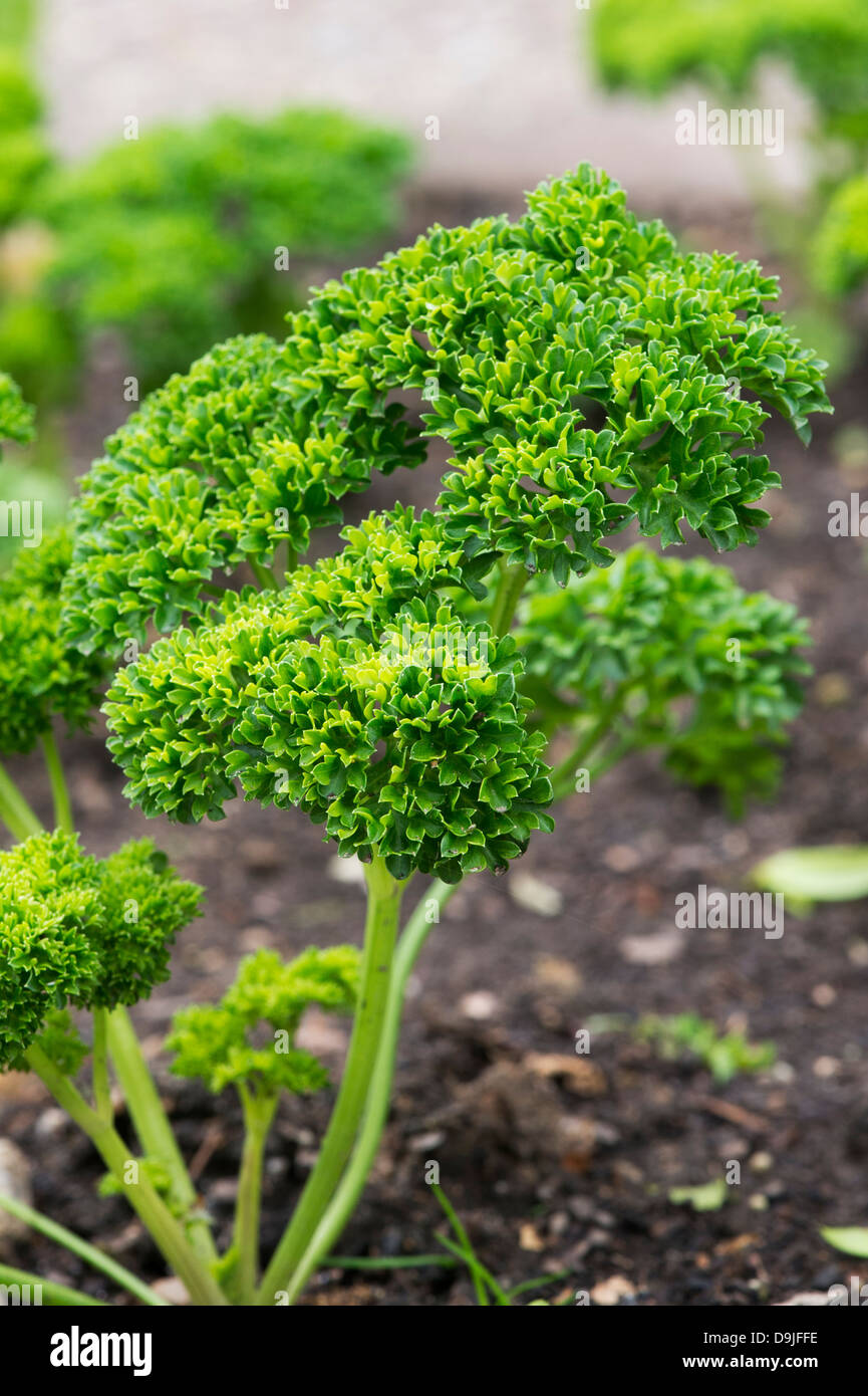 Petroselinum Crispum (Curly Parsley)