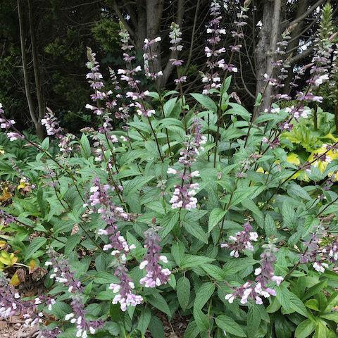 Salvia ‘Waverly’ (Waverly Sage)
