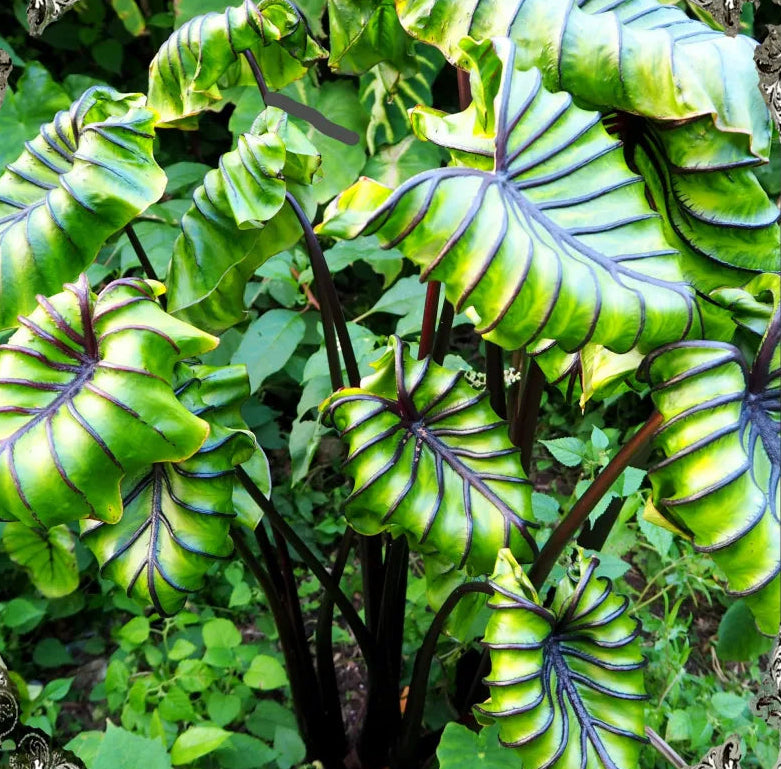 Alocasia ‘Imperial Red’ (Elephant Ear)