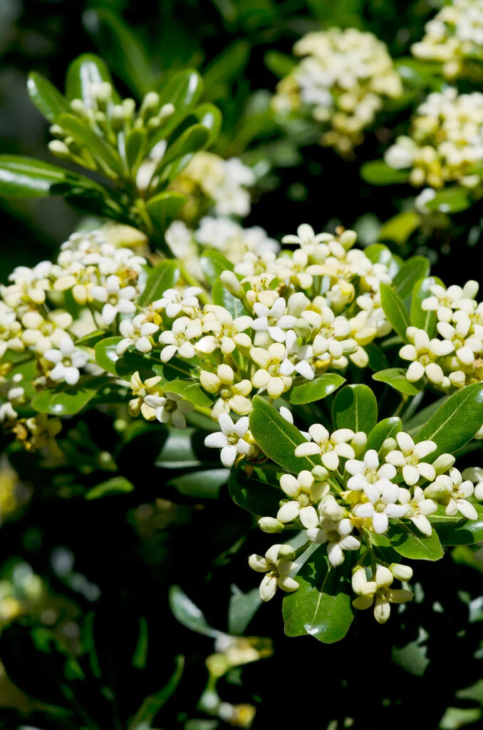 Pittosporum tobira – Japanese Pittosporum