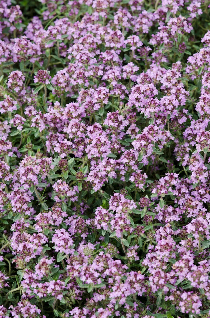 Thymus serpyllum ‘Pink Chintz’ (Pink Thyme)