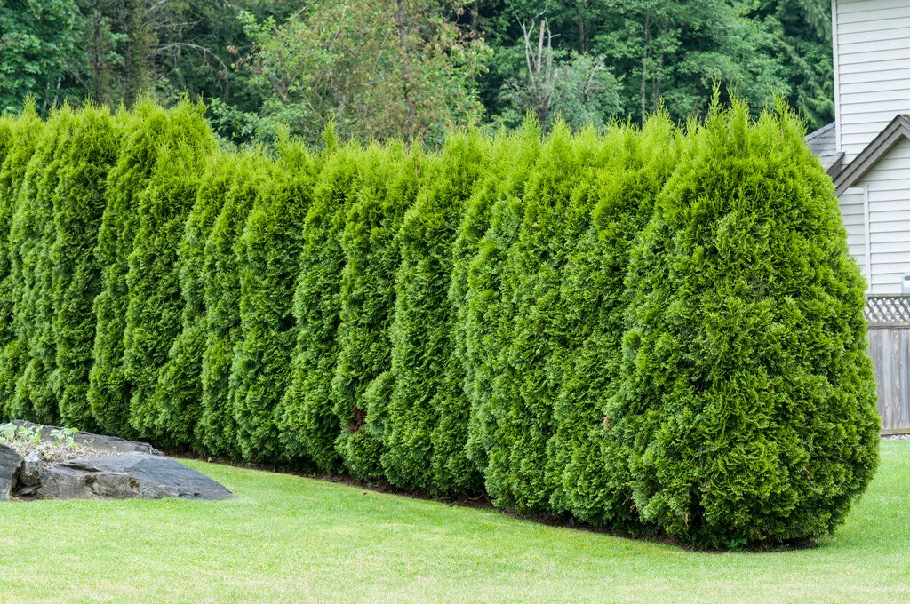 Thuja occidentalis ‘Smaragd’ (Emerald Green Arborvitae)