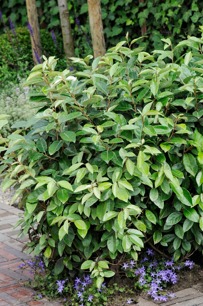 Elaeagnus pungens (Thorny Olive)