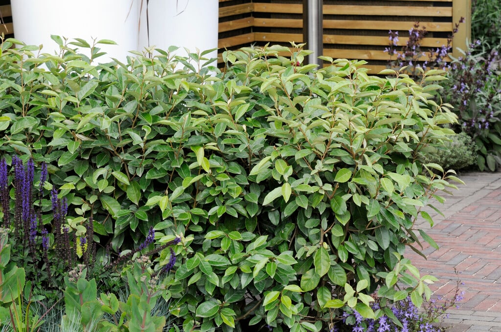 Elaeagnus pungens (Thorny Olive)