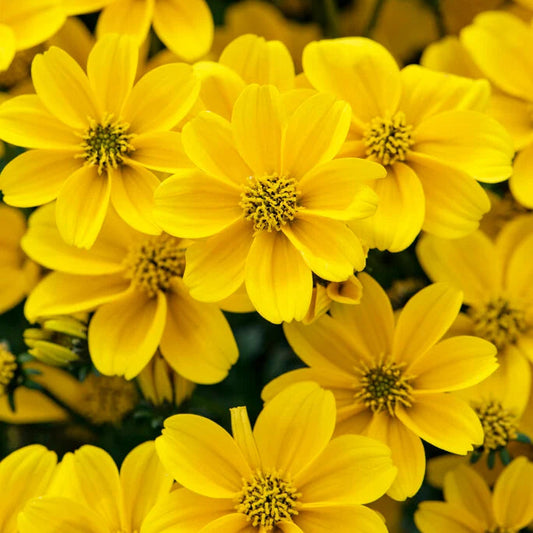 Bidens ferulifolia (Apache Beggarticks)
