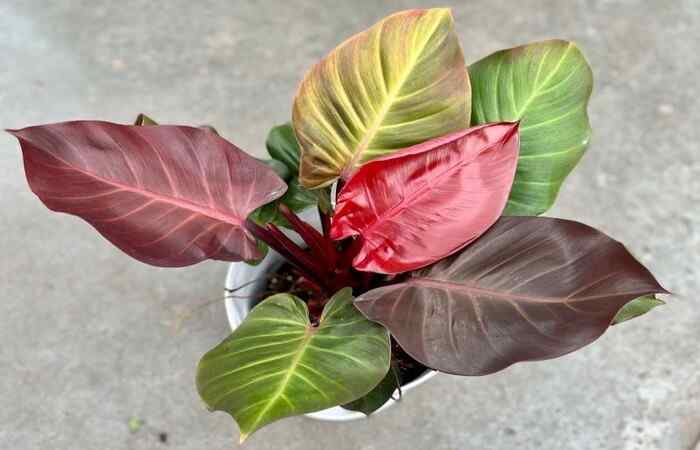 Philodendron Cherry Red