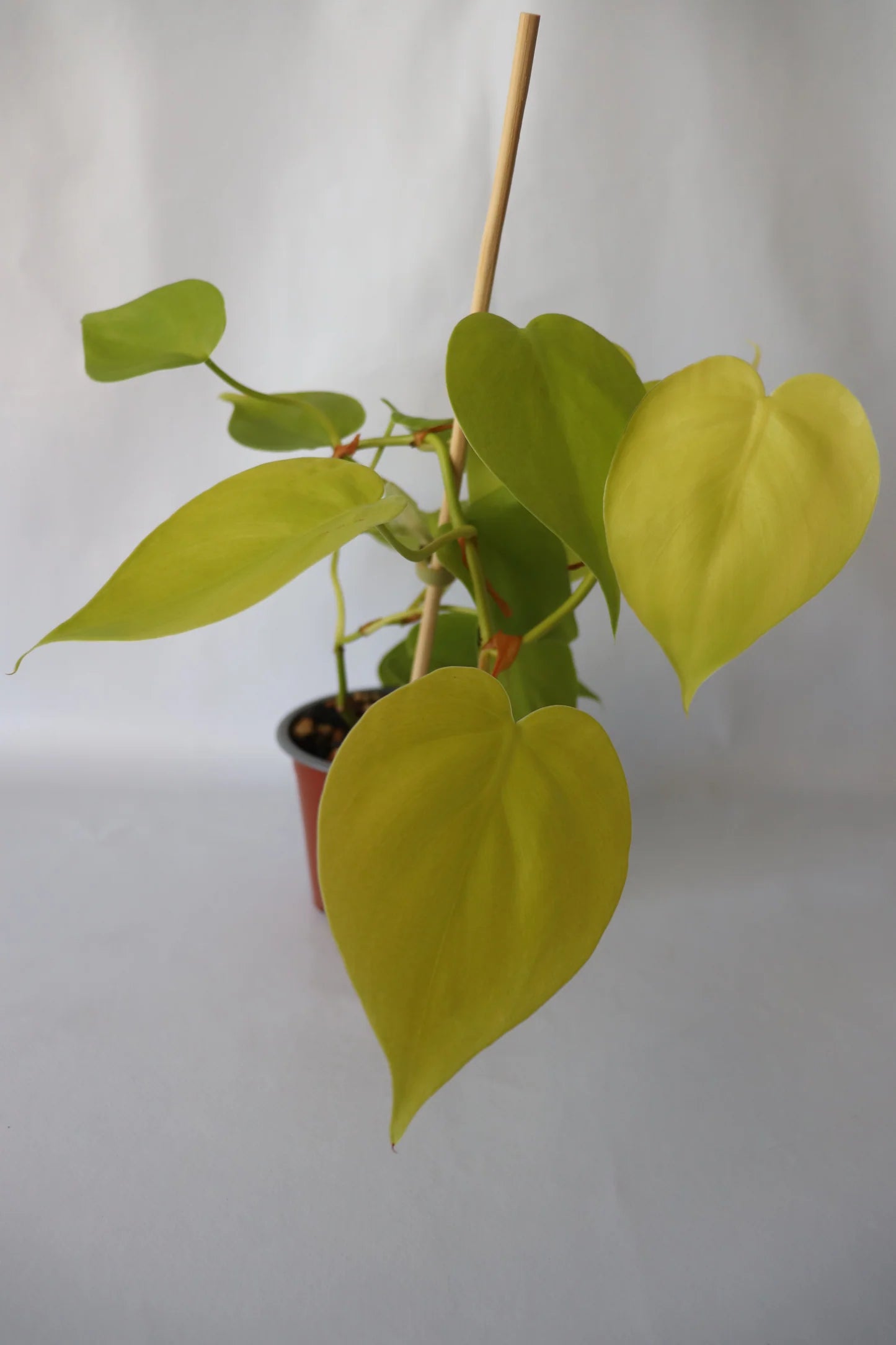 Philodendron Hederaceum 'Gold' (Gold Heartleaf Philodendron)