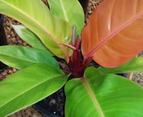 Philodendron Imperial Gold (Imperial Gold)