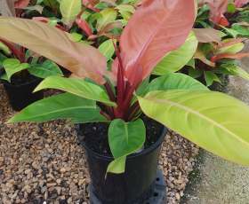 Philodendron Imperial Gold (Imperial Gold)