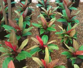 Philodendron Imperial Gold (Imperial Gold)