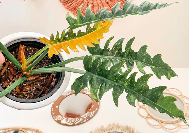 Philodendron Ring of Fire 