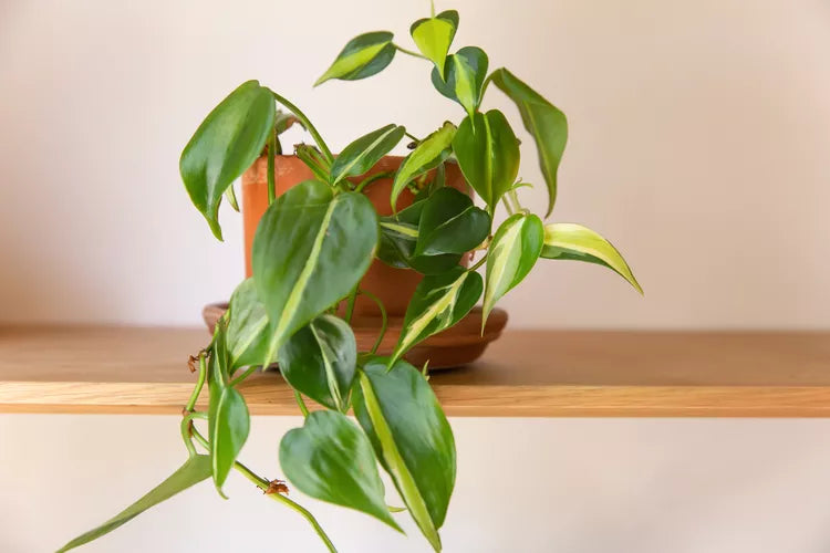Philodendron hederaceum ‘Rio’ (Heartleaf Philodendron Rio)