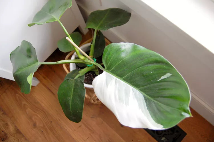 Philodendron ‘White Wizard’ – Variegated Philodendron