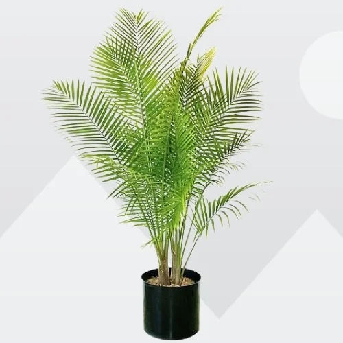 Phoenix canariensis (Canary Island Date Palm)