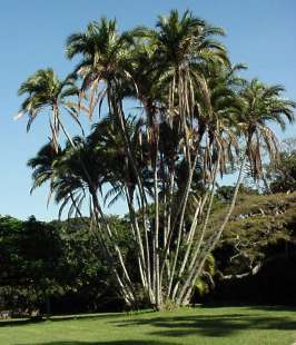Phoenix Reclinata (Senegal Date Palm / Wild Date Palm)