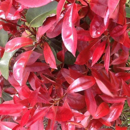 Photinia Rubens