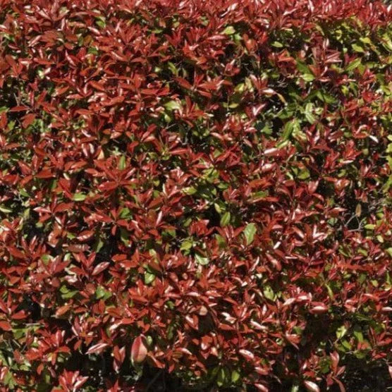 Photinia Rubens
