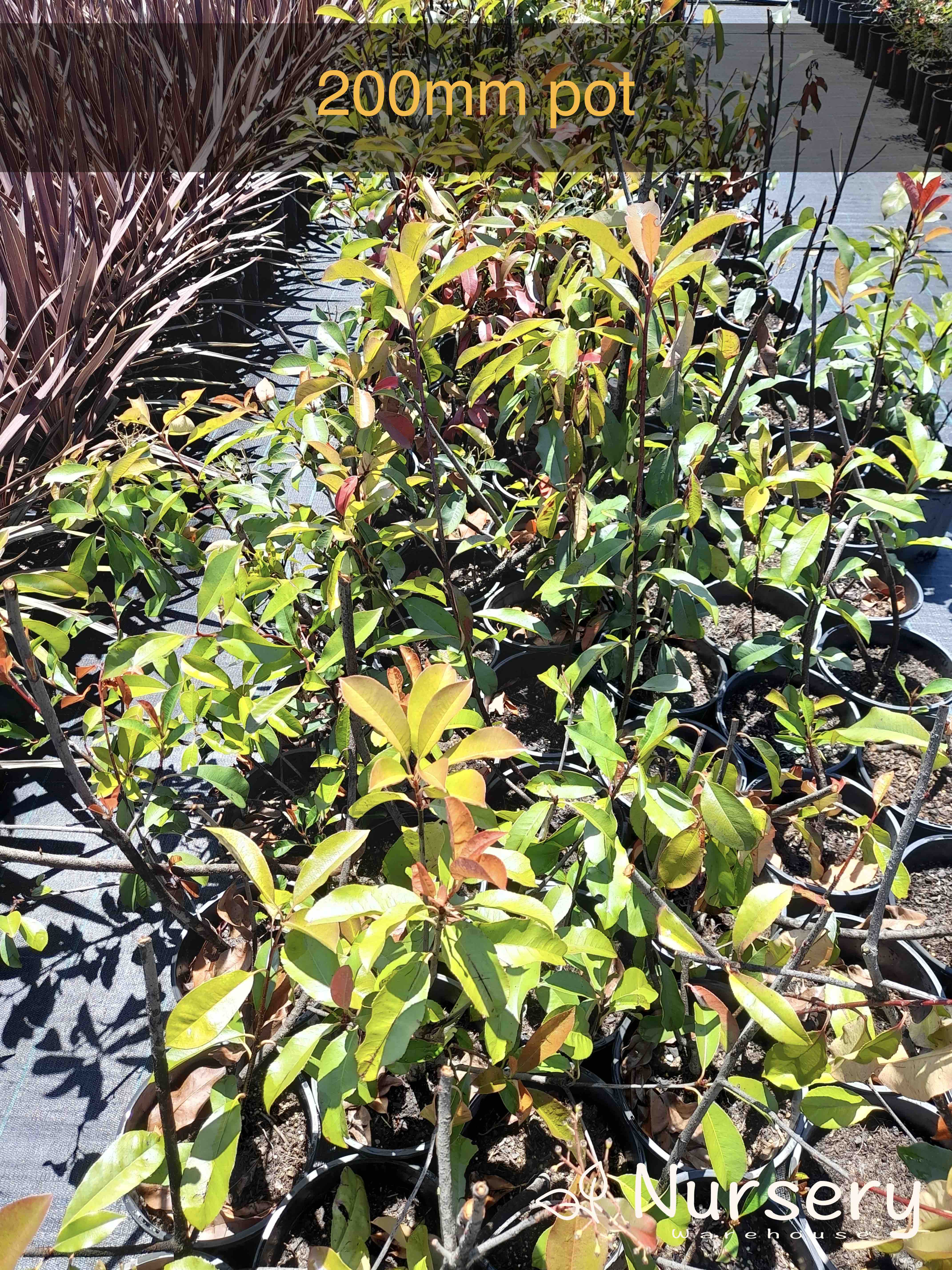 Photinia × Fraseri (Red Robin | Cut back, woody stems)