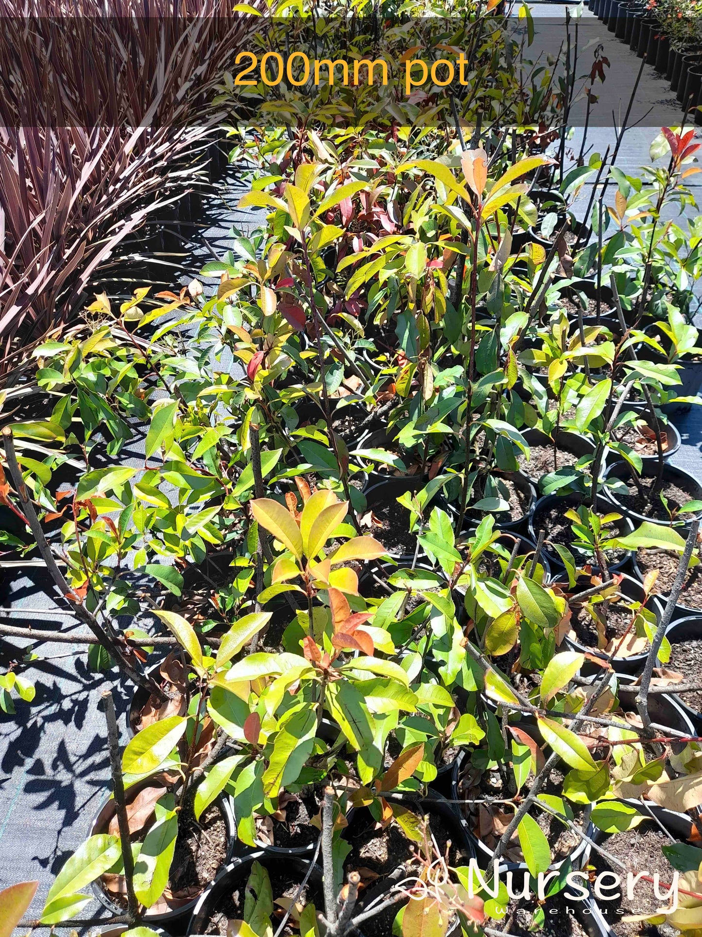 Photinia × Fraseri (Red Robin | Cut back, woody stems)