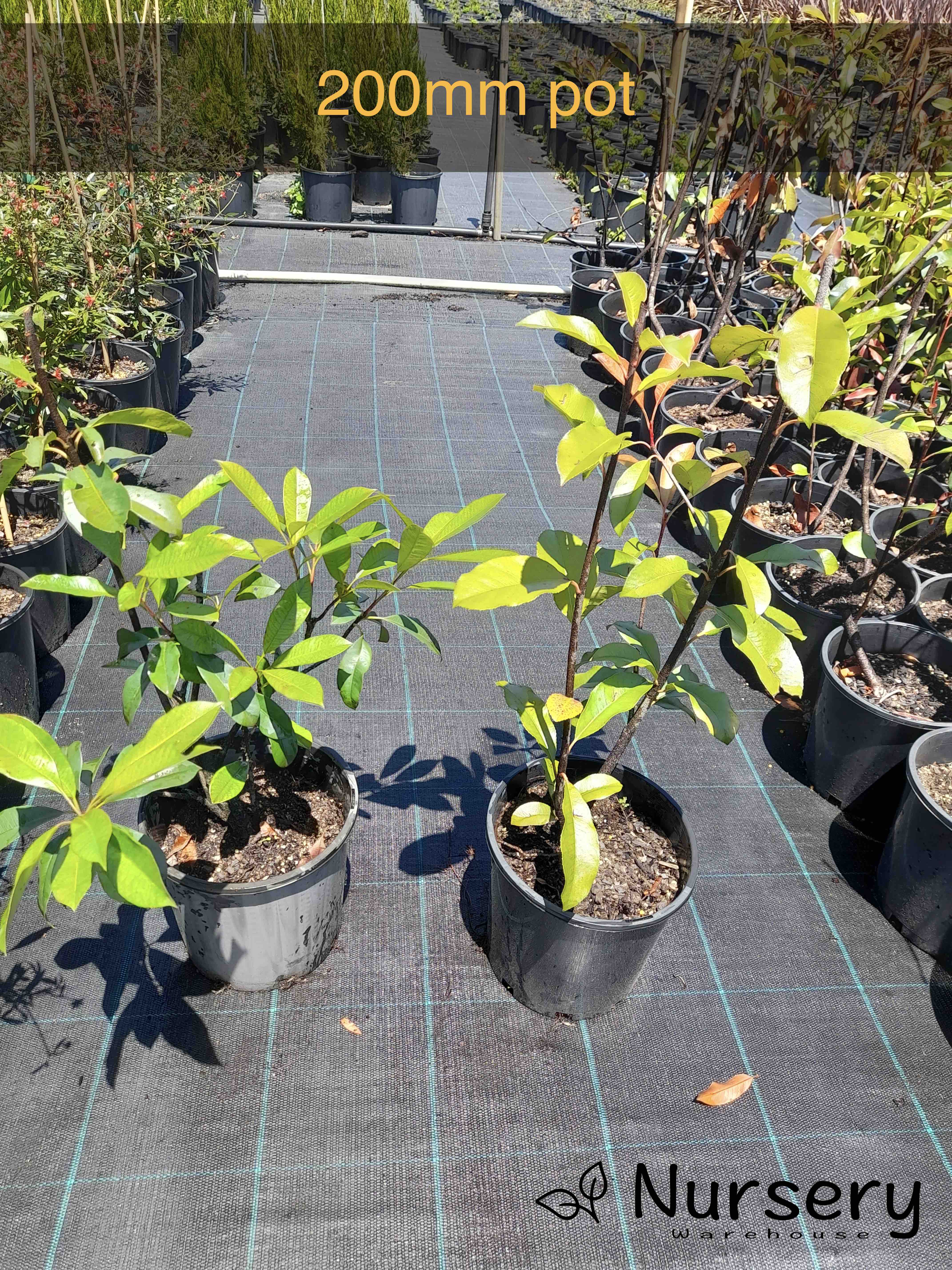 Photinia × Fraseri (Red Robin | Cut back, woody stems)