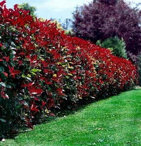 Robusta Photinia – Stunning Red Foliage & Hardy Growth | Nursery ...
