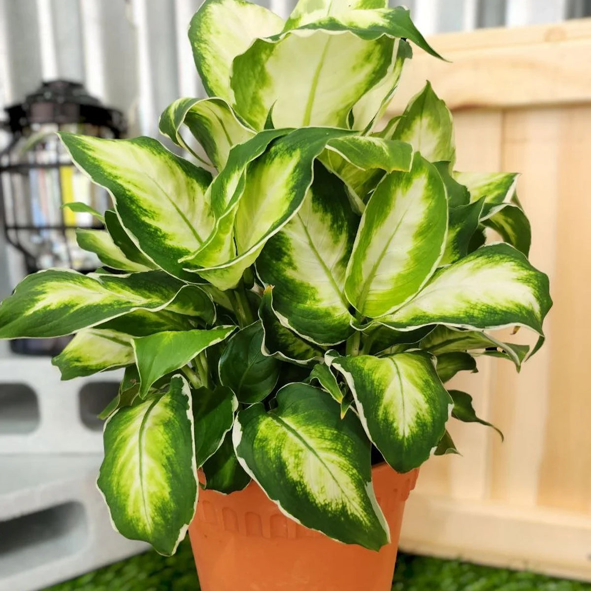 Dieffenbachia ‘Cool Beauty’ (Dumb Cane)