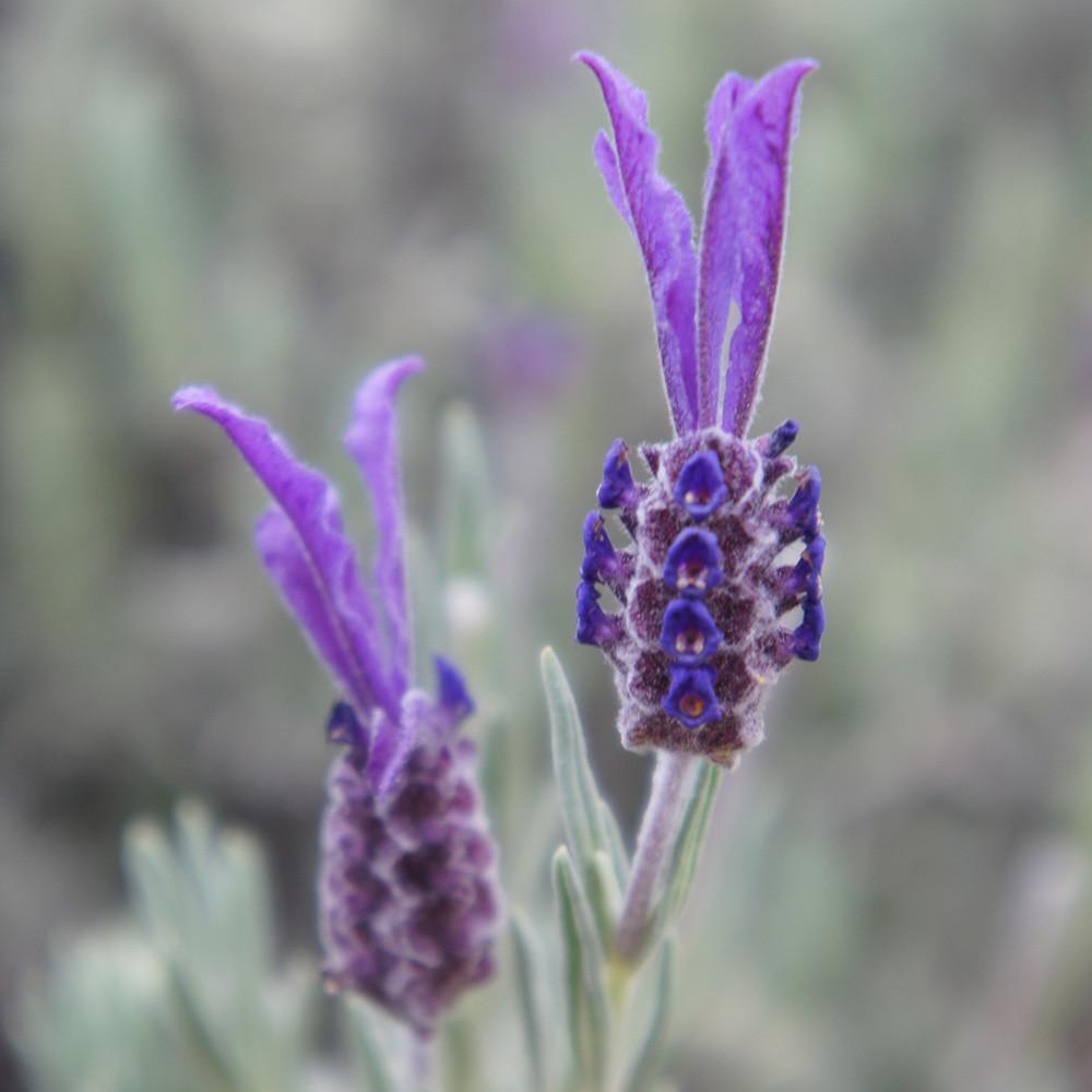 Lavandula Stoechas (Italian Lavender)