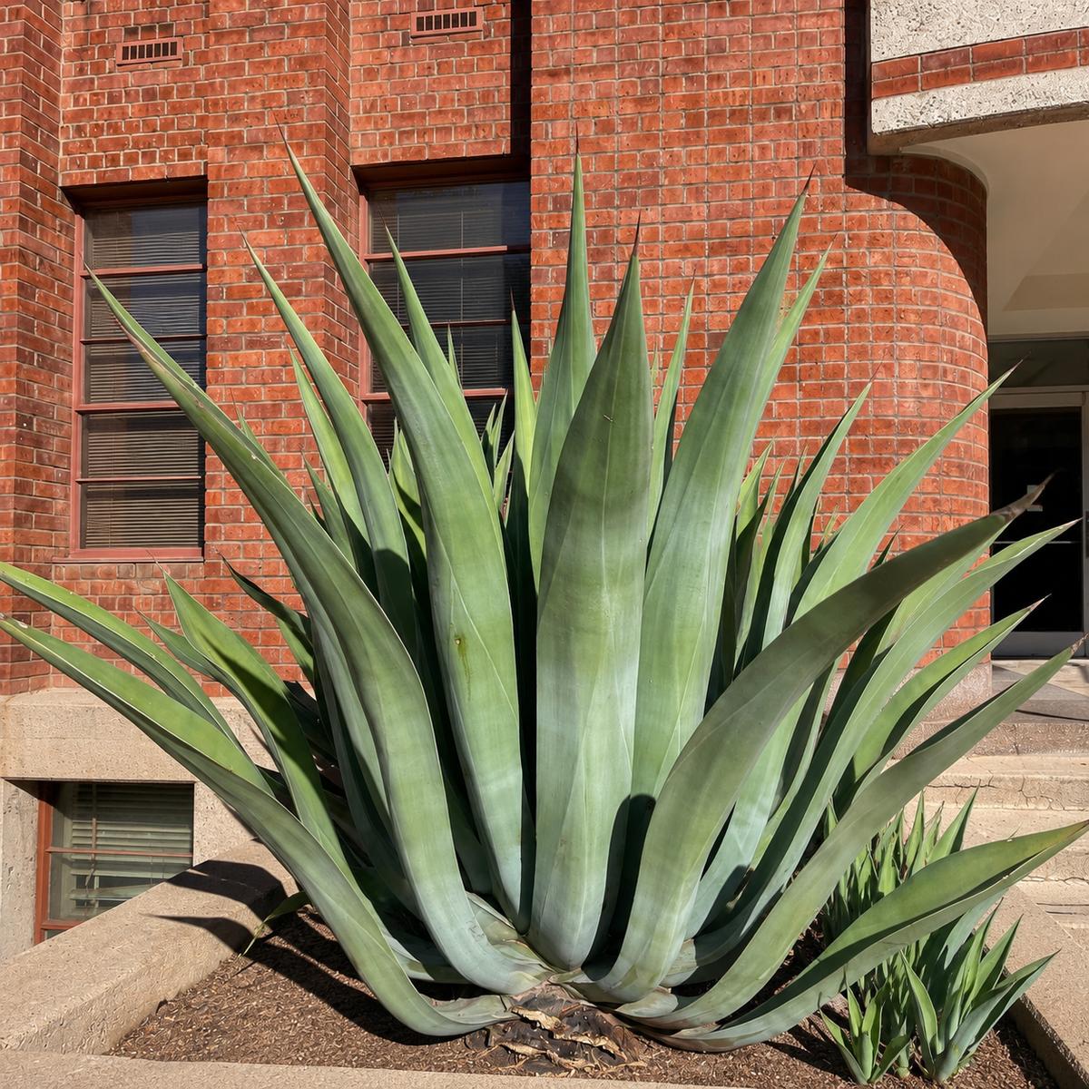 Agave Weberi (Weber’s Agave)
