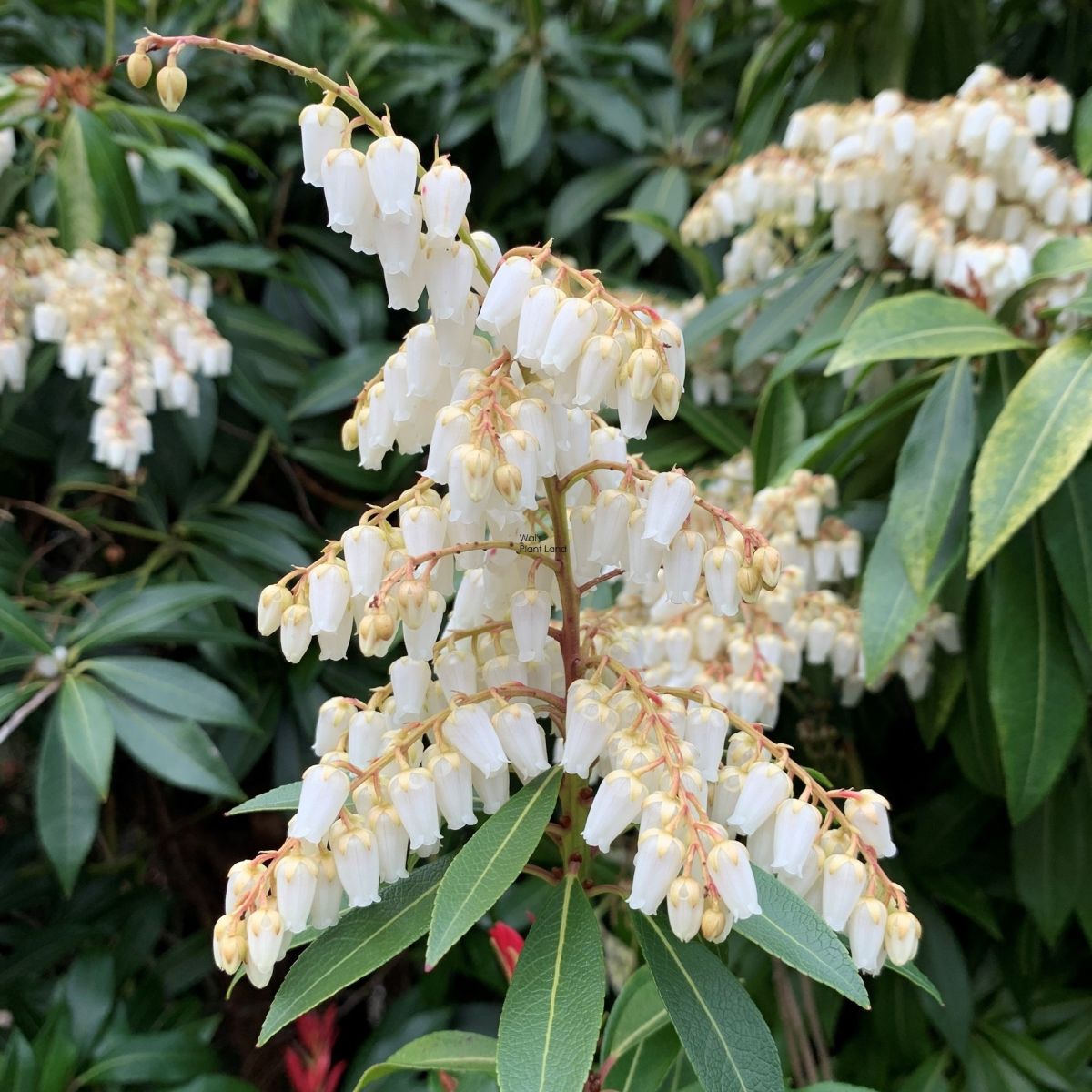 Pieris Japonica ‘Temple Bells’ (Temple Bells Pieris)