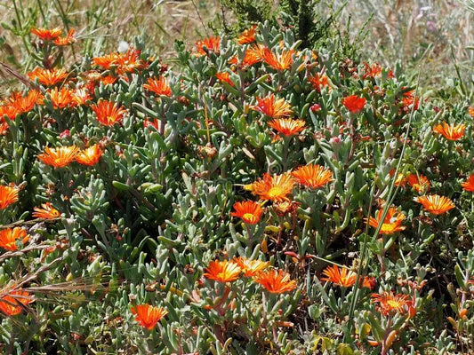 Mesembryanthemum Hybrida 'Orange' (Orange Pigface)