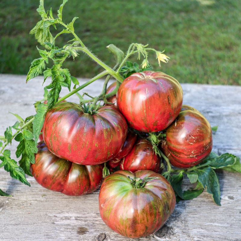 Solanum Lycopersicum 'Pink Berkeley Tie Dye' (Pink Berkeley Tie Dye Tomato)