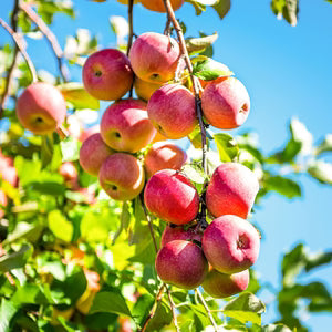 Apple Pink Lady L