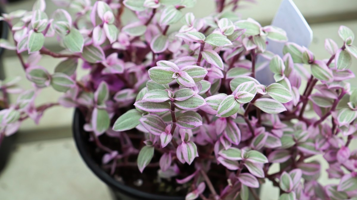 Callisia repens ‘Pink Panther’ (Pink Panther Plant)