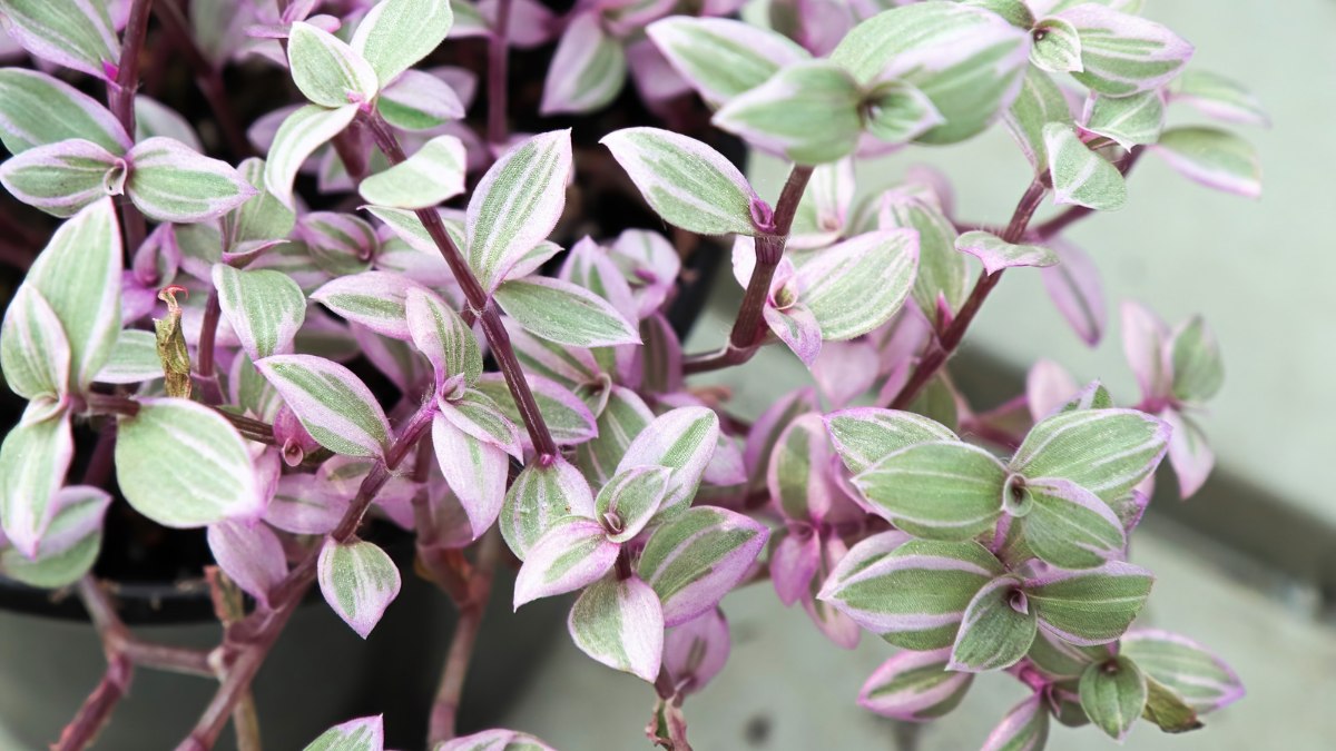 Callisia repens ‘Pink Panther’ (Pink Panther Plant)