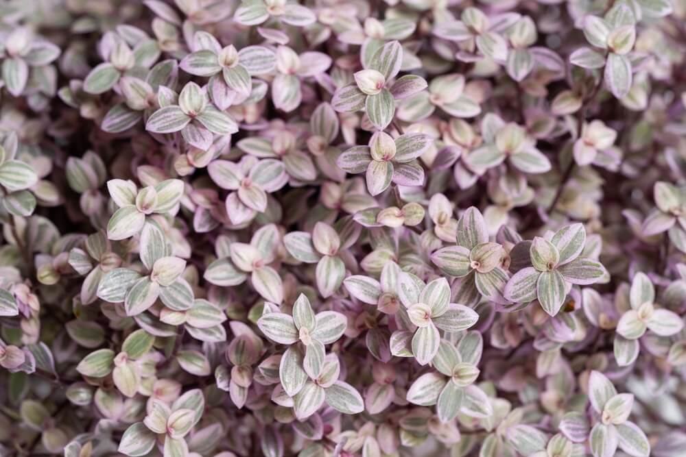 Callisia repens ‘Pink Panther’ (Pink Panther Plant)