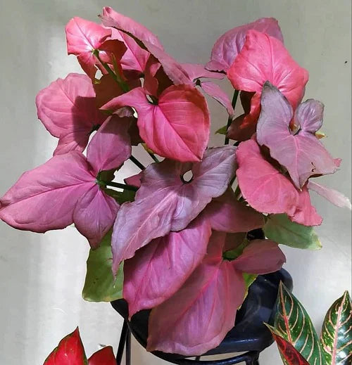 Syngonium ‘Pink Lava’ (Arrowhead Vine)
