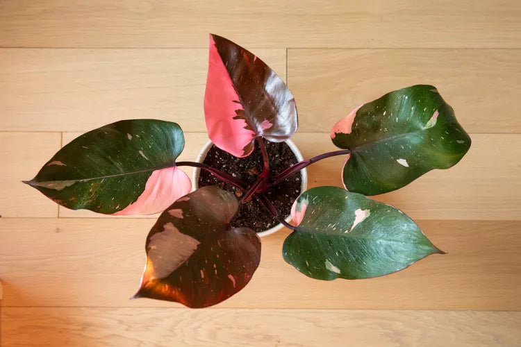Philodendron ‘Pink Princess’ (Low Variegation)