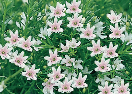 Myoporum Parvifolium ‘Fine Leaf Pink’