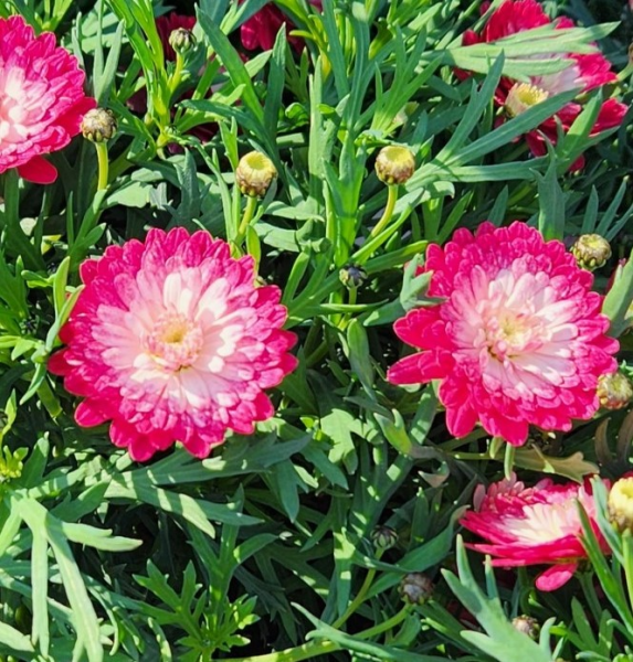 Argyranthemum Frutescens 'Pink Posy' (Marguerite Daisy)