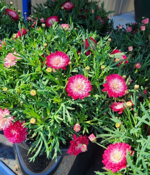 Argyranthemum Frutescens 'Pink Posy' (Marguerite Daisy)