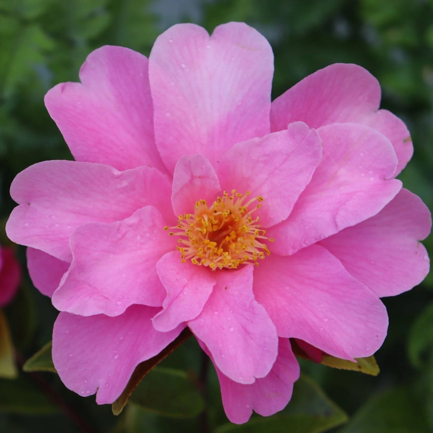 Camellia Floribunda (Pinktastic Camellia)