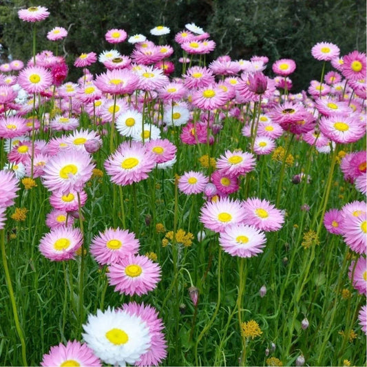 Rhodanthe Chlorocephala White Rosa (White Everlasting Daisy)