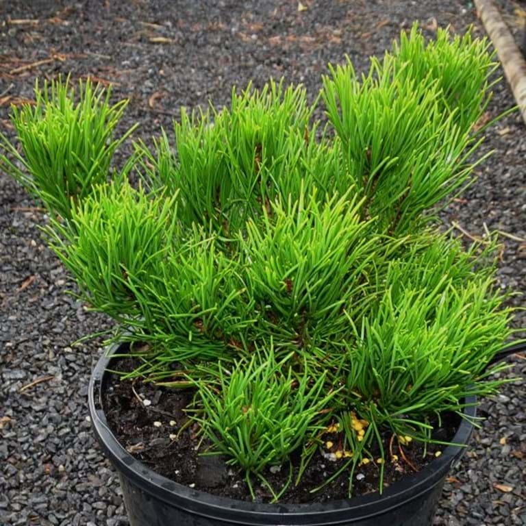 Pinus mugo ‘Alpine Globe’ – Dwarf Mountain Pine